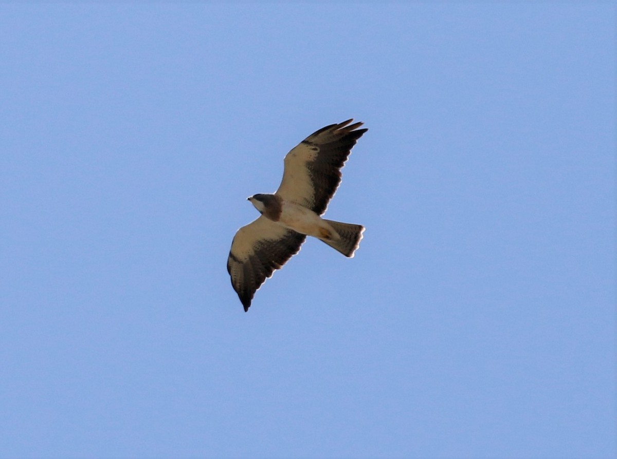 Swainson's Hawk - ML145402541