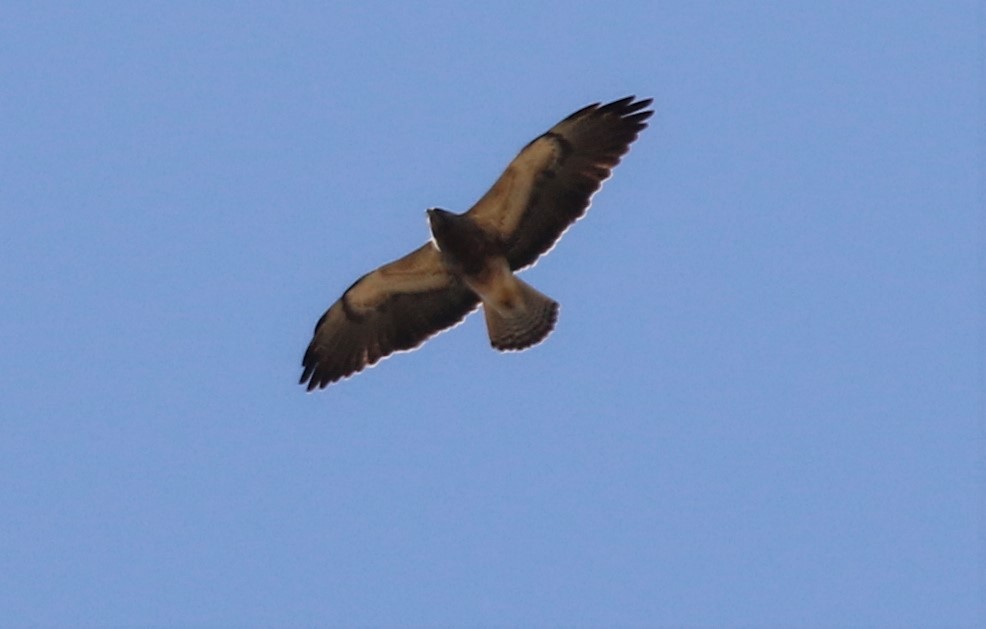 Swainson's Hawk - ML145402551