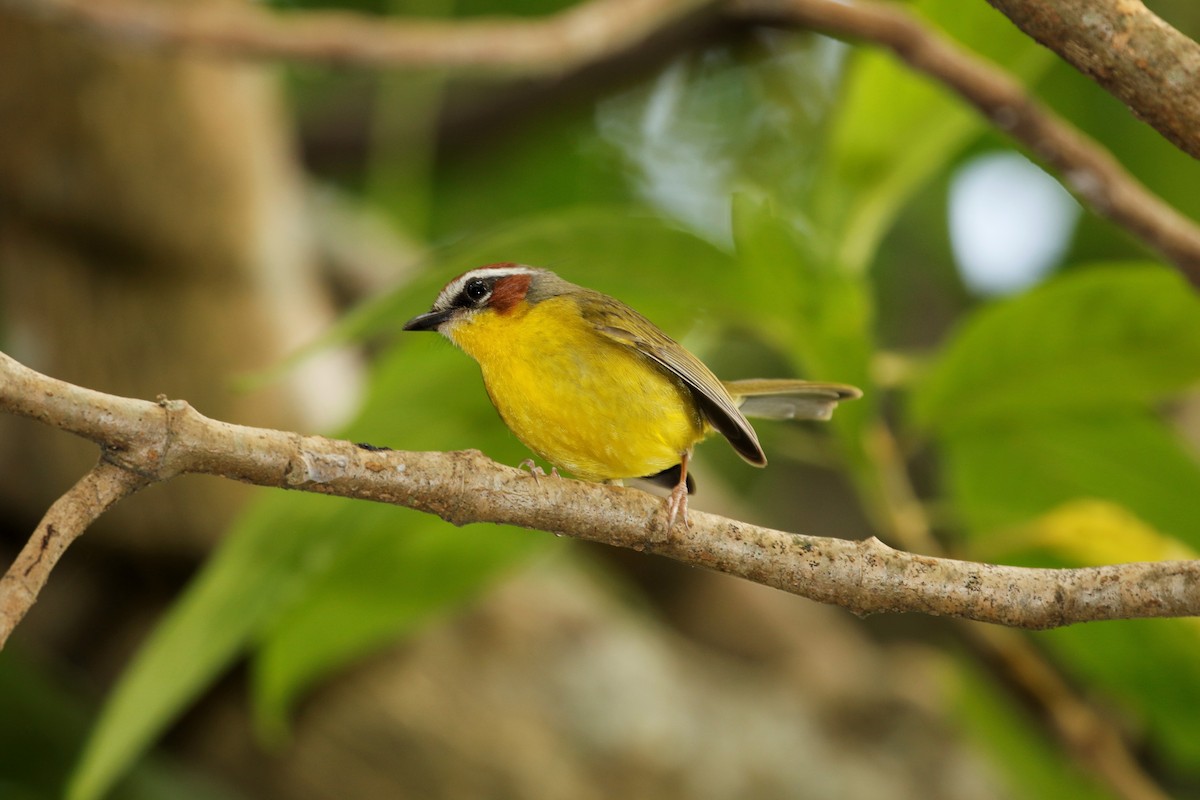 Chestnut-capped Warbler - Anonymous