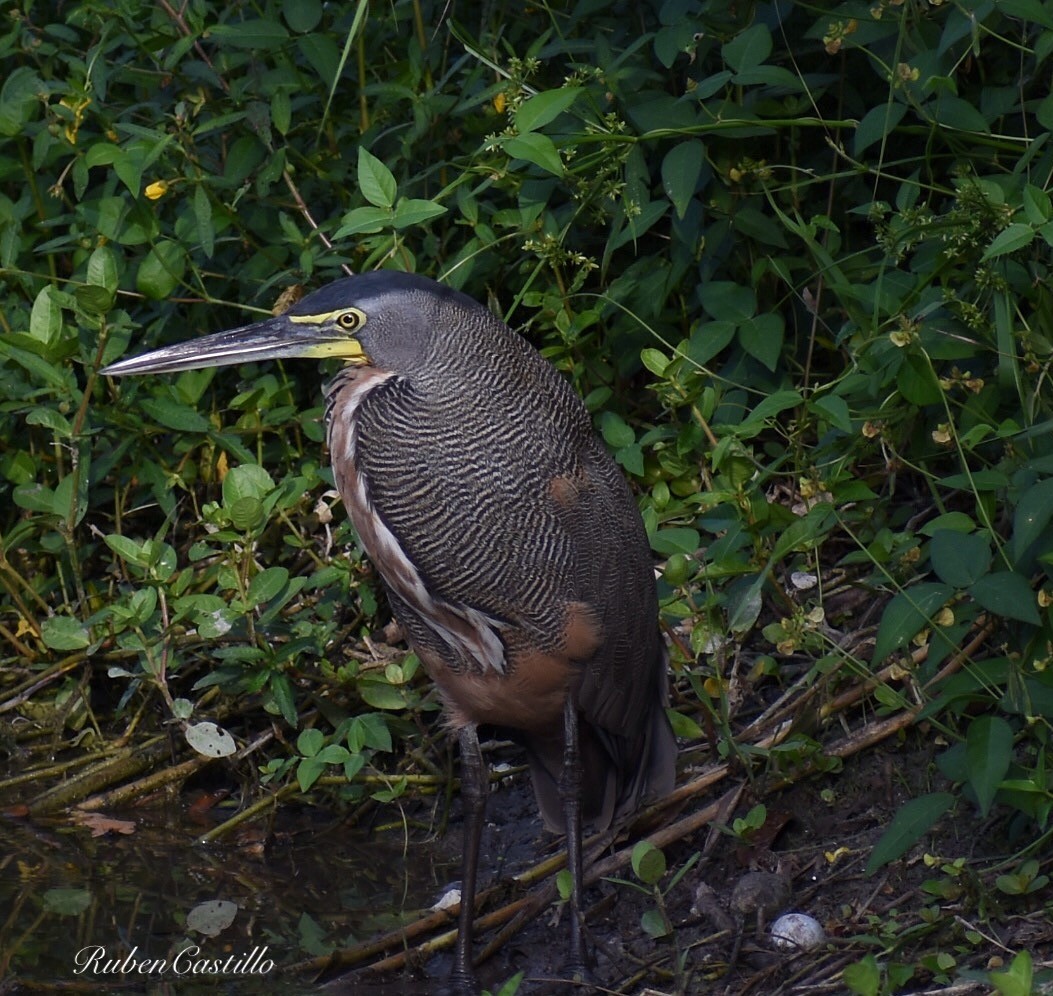 Bare-throated Tiger-Heron - ML145404001