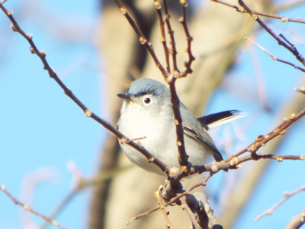 Blue-gray Gnatcatcher - ML145404051