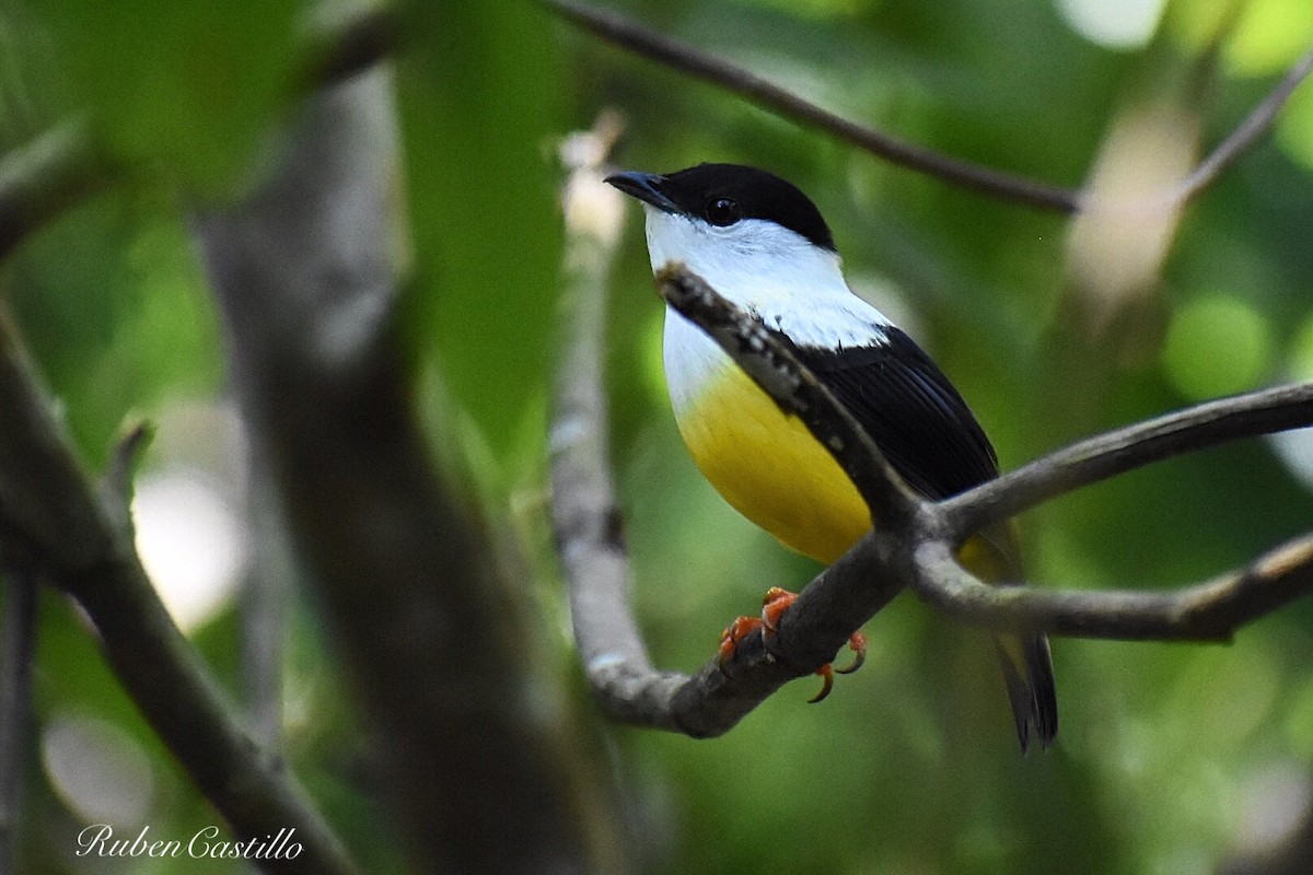 White-collared Manakin - ML145404131