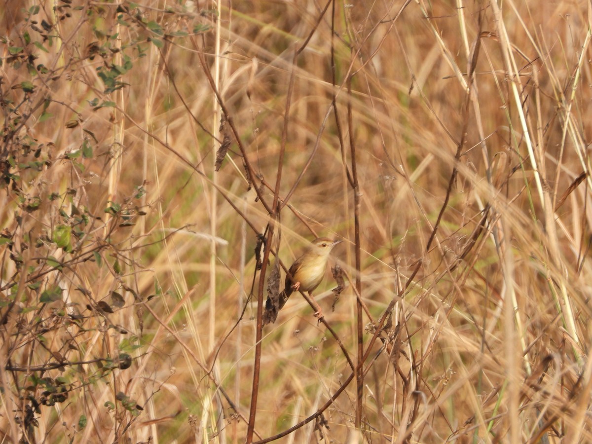 Plain Prinia - ML145405321