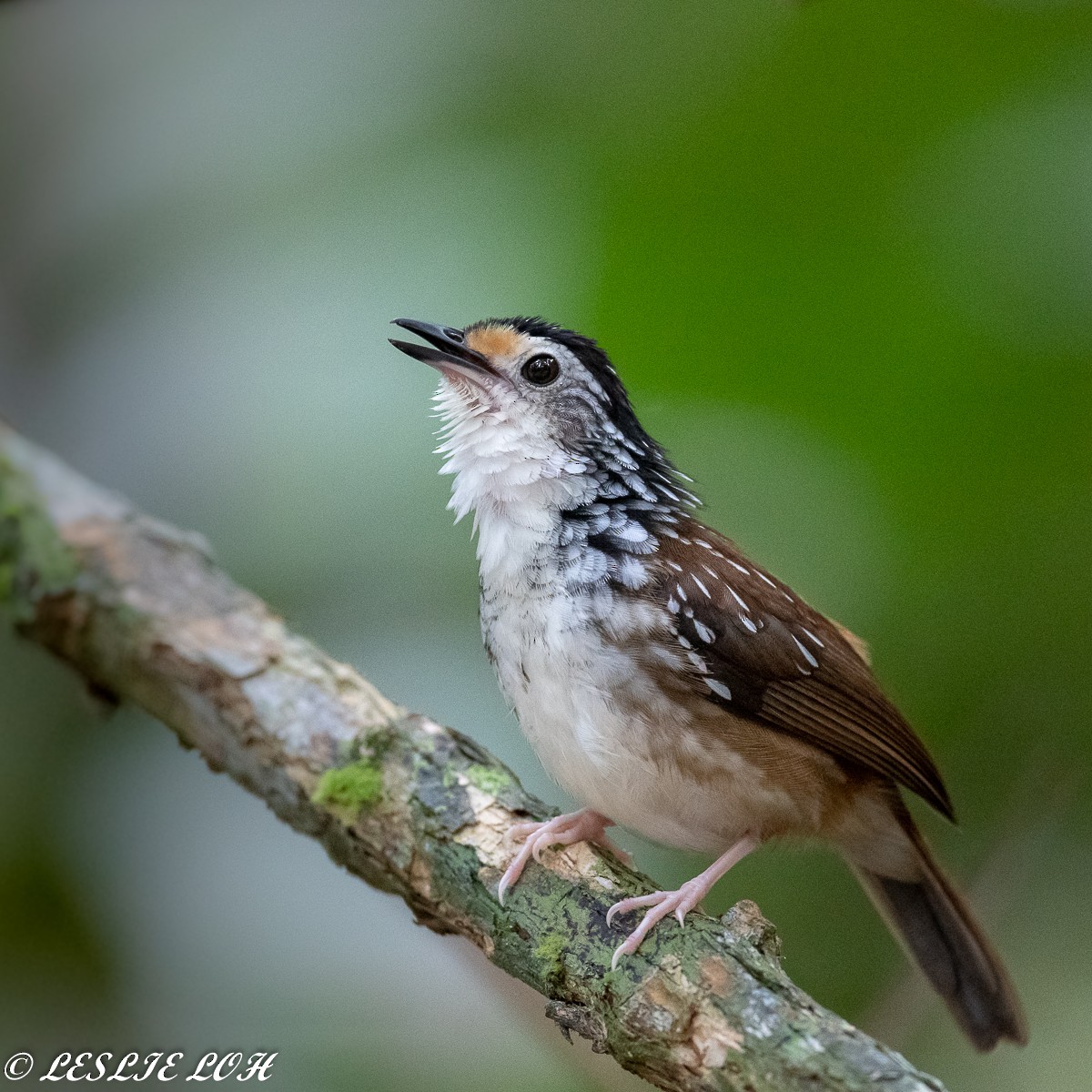 Striped Wren-Babbler - Leslie Loh