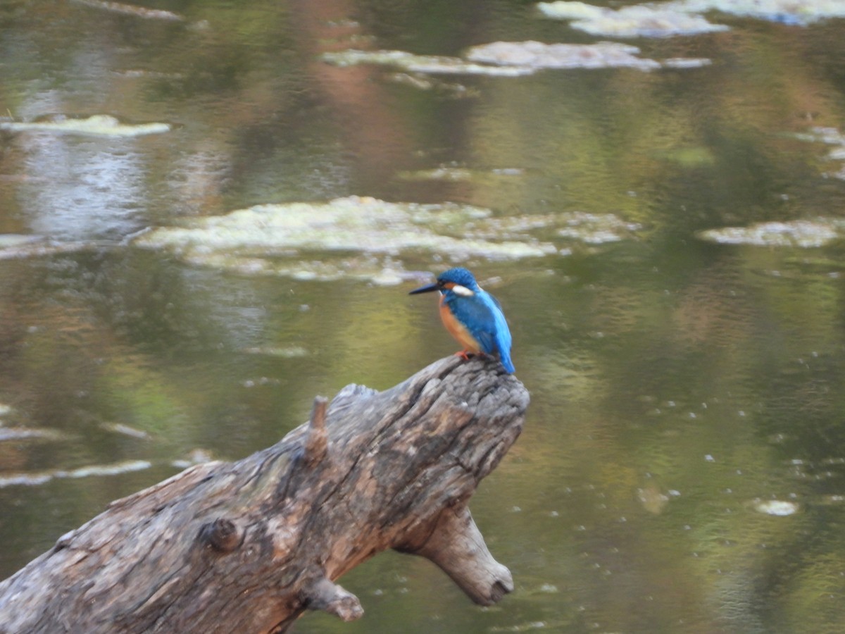 Common Kingfisher - ML145406751