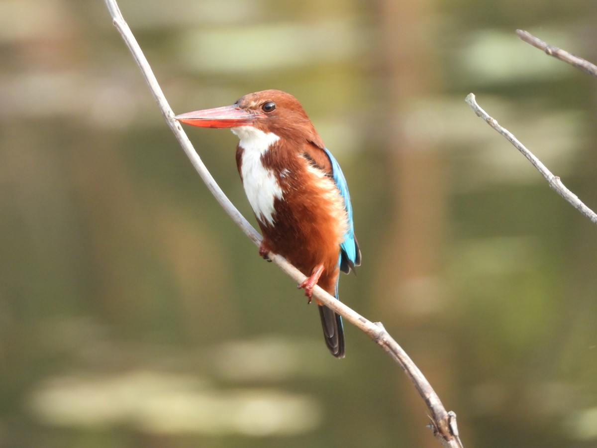 White-throated Kingfisher - ML145407151