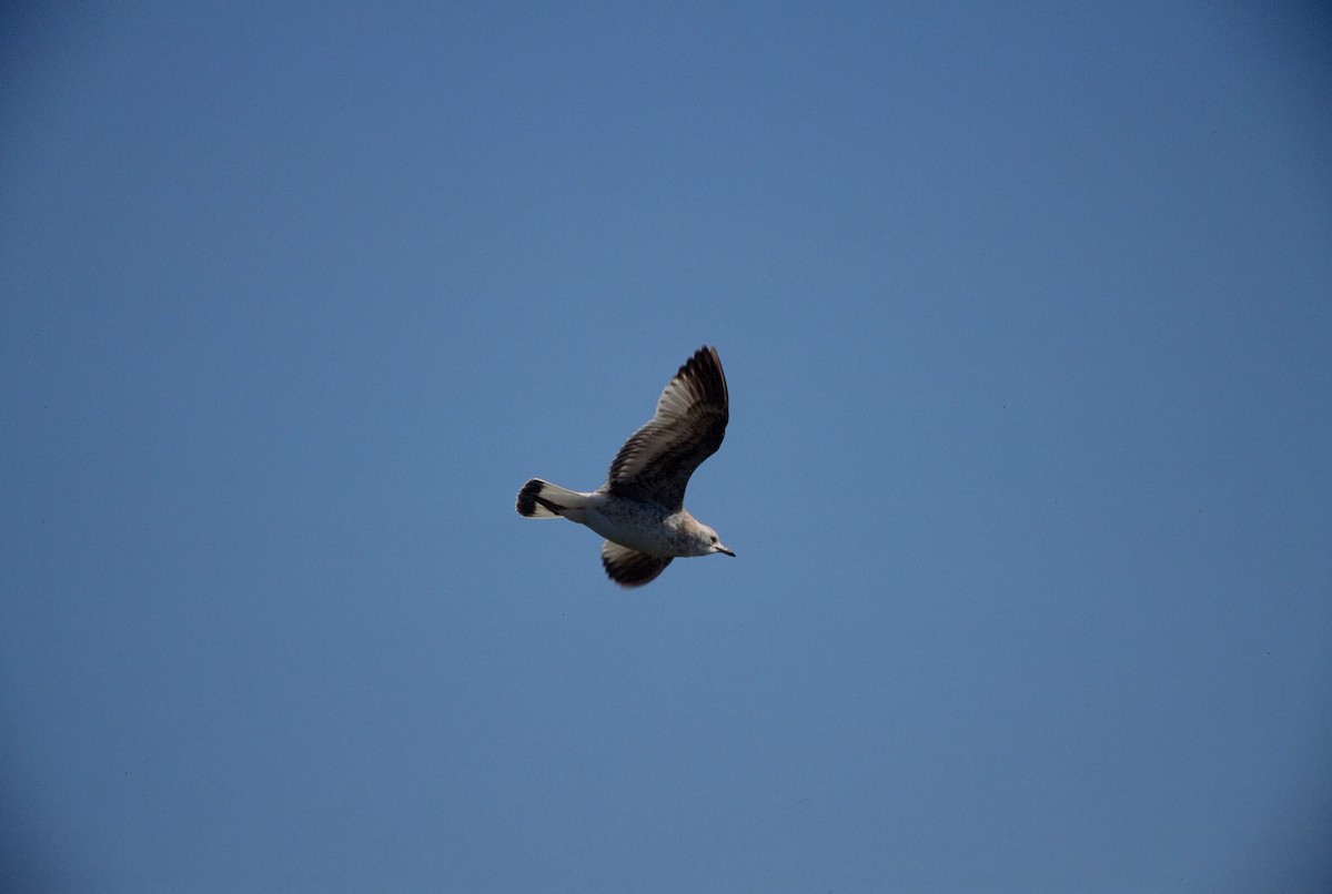 Gaviota Cana (europea) - ML145407221