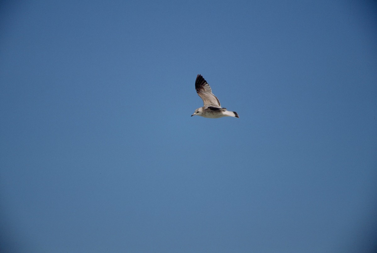 Common Gull (European) - Mike Andersen