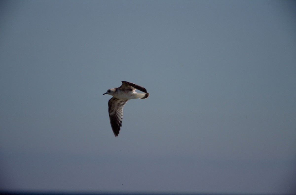 Gaviota Cana (europea) - ML145407241