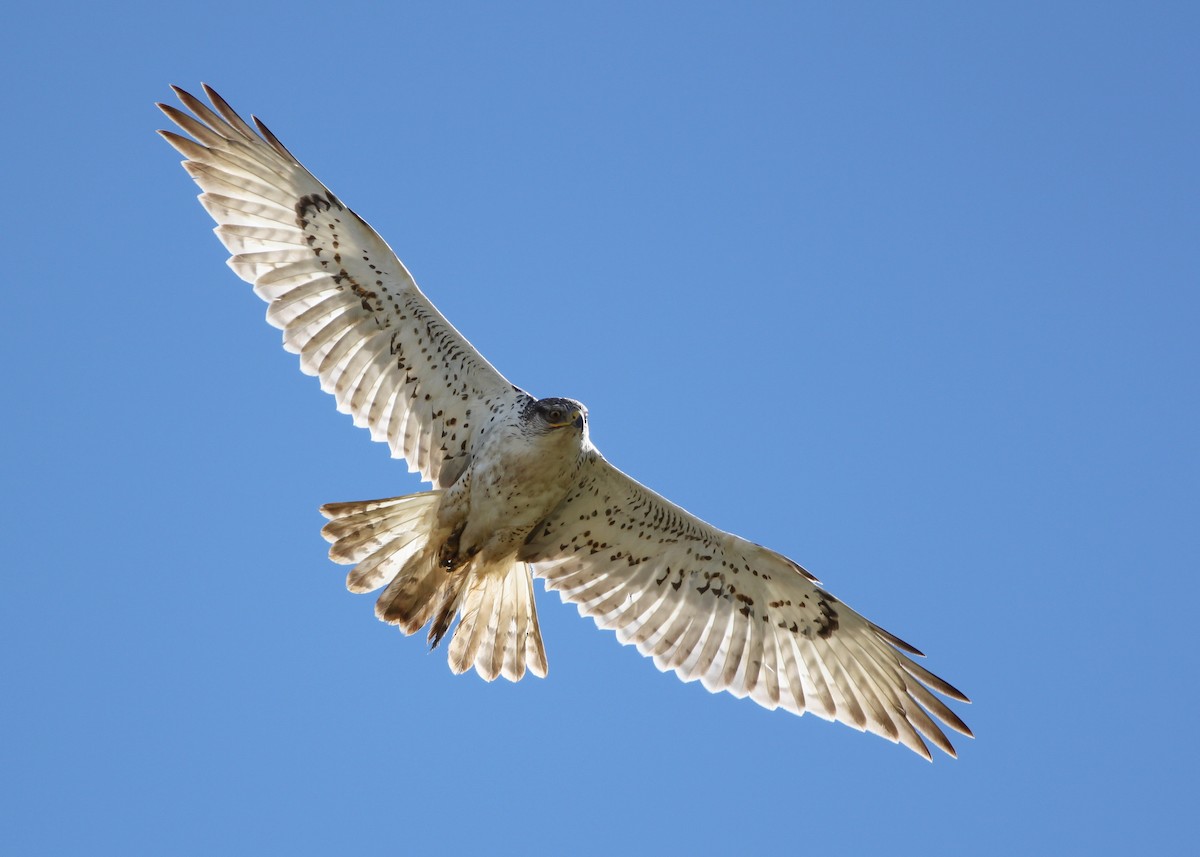 Ferruginous Hawk - ML145407531