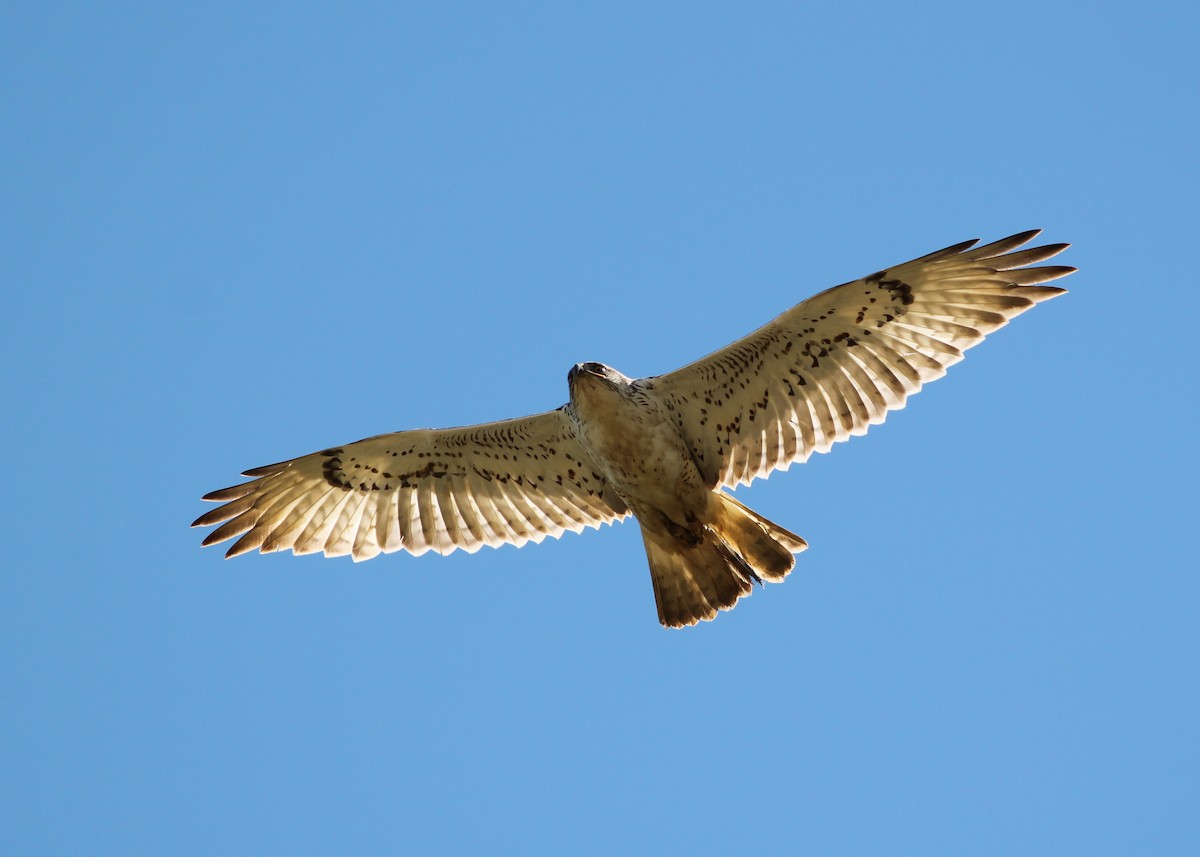 Ferruginous Hawk - Zane Pickus