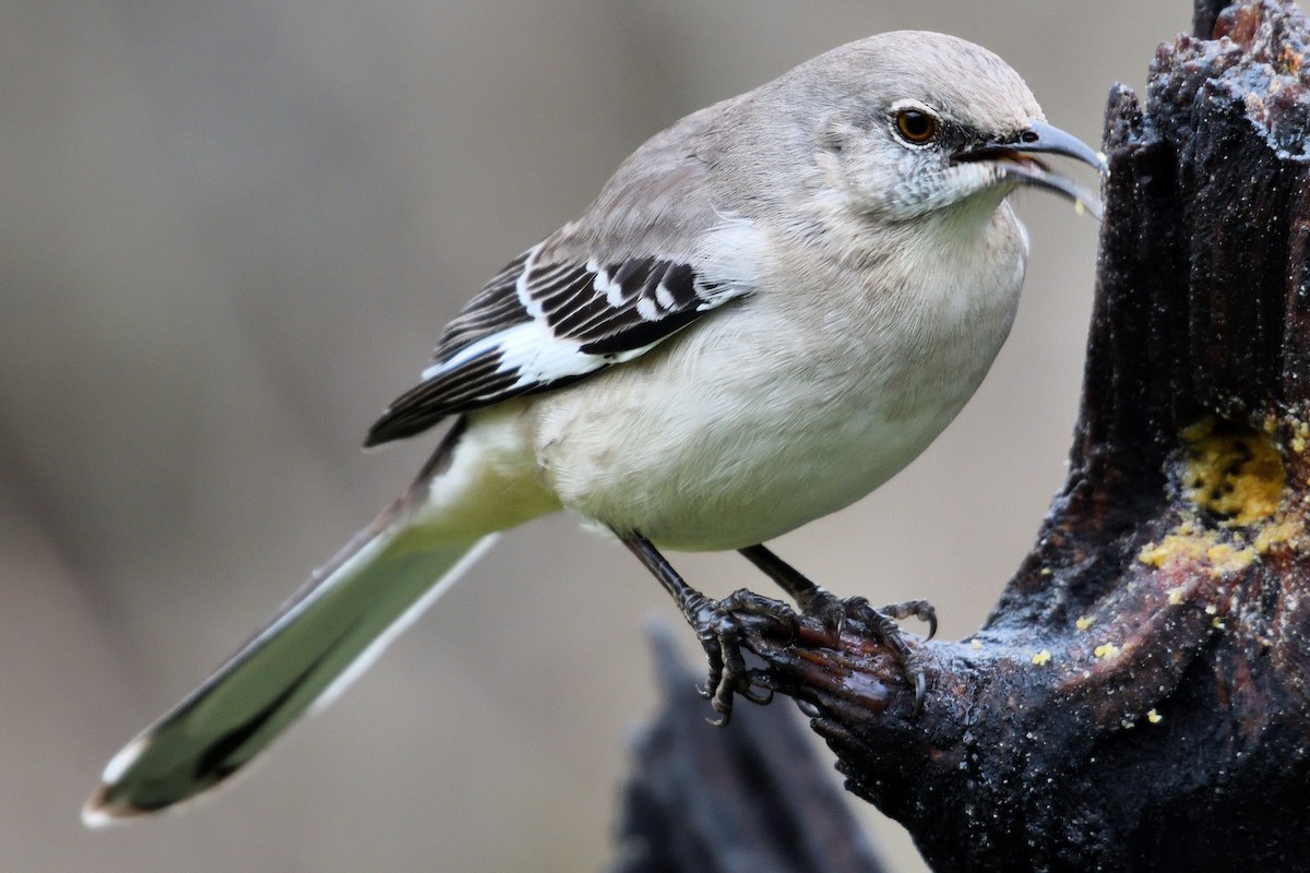 Northern Mockingbird - John Doty