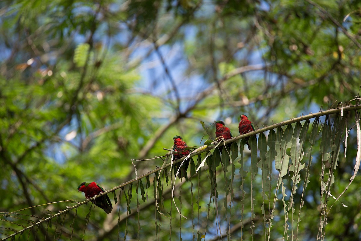 Kuhl's Lorikeet - ML145410181