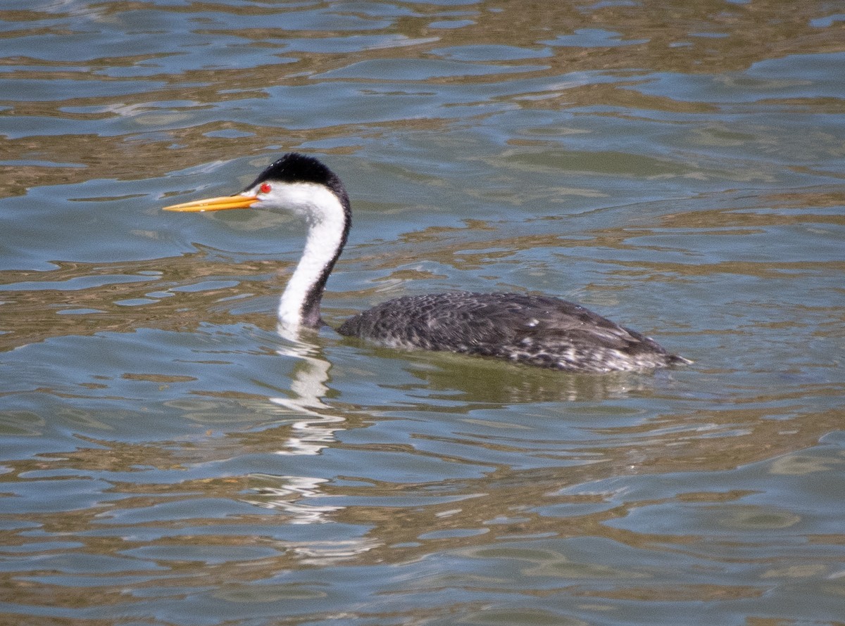 Clark's Grebe - Mary McSparen