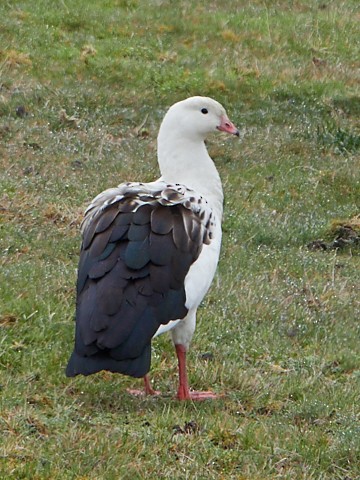 Andean Goose - ML145411051