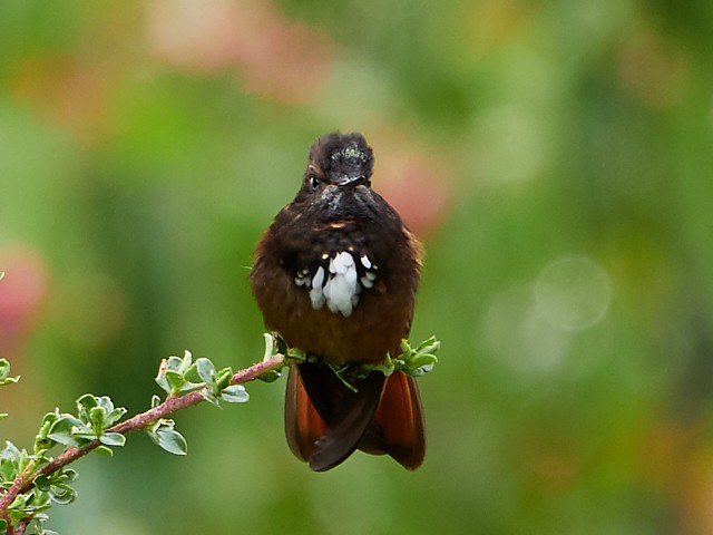 kolibřík zábludový - ML145411221