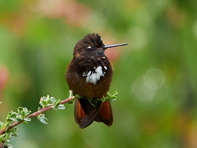 kolibřík zábludový - ML145411241