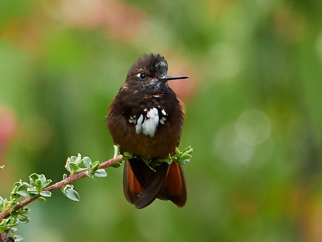 kolibřík zábludový - ML145411251