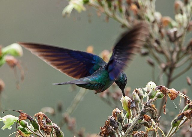 Blauflügelkolibri - ML145411321