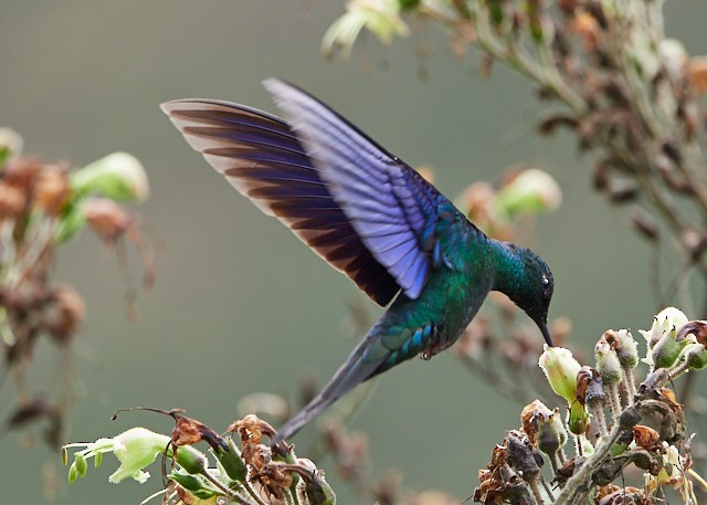 Colibri à ailes saphir - ML145411341