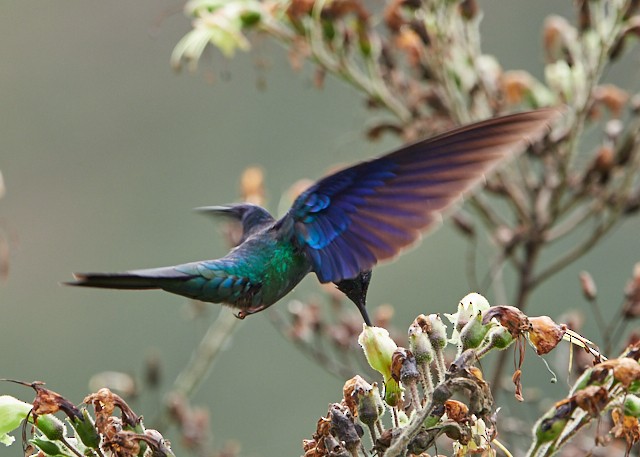 Colibri à ailes saphir - ML145411361