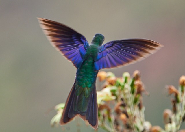 Colibri à ailes saphir - ML145411371