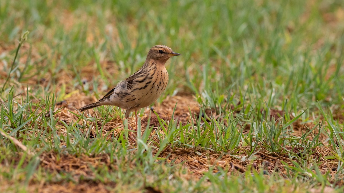 Red-throated Pipit - Chris Young