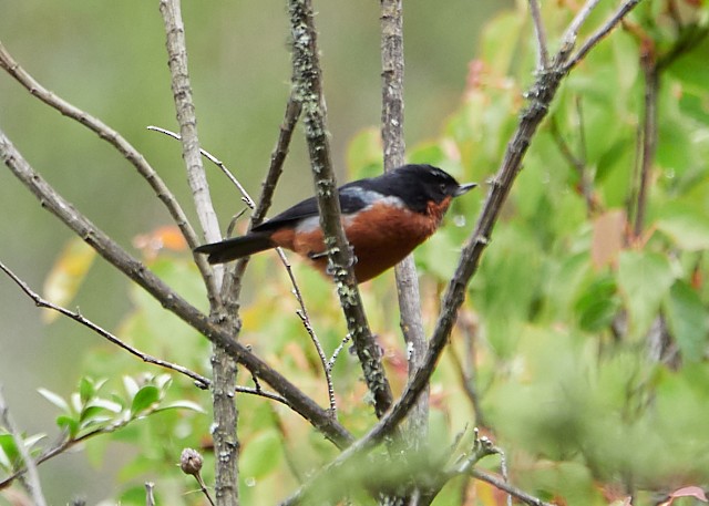 Black-throated Flowerpiercer - Randy Countryman