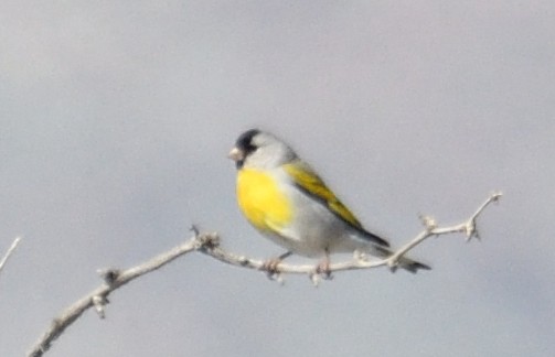 Чиж масковий - ML145414111