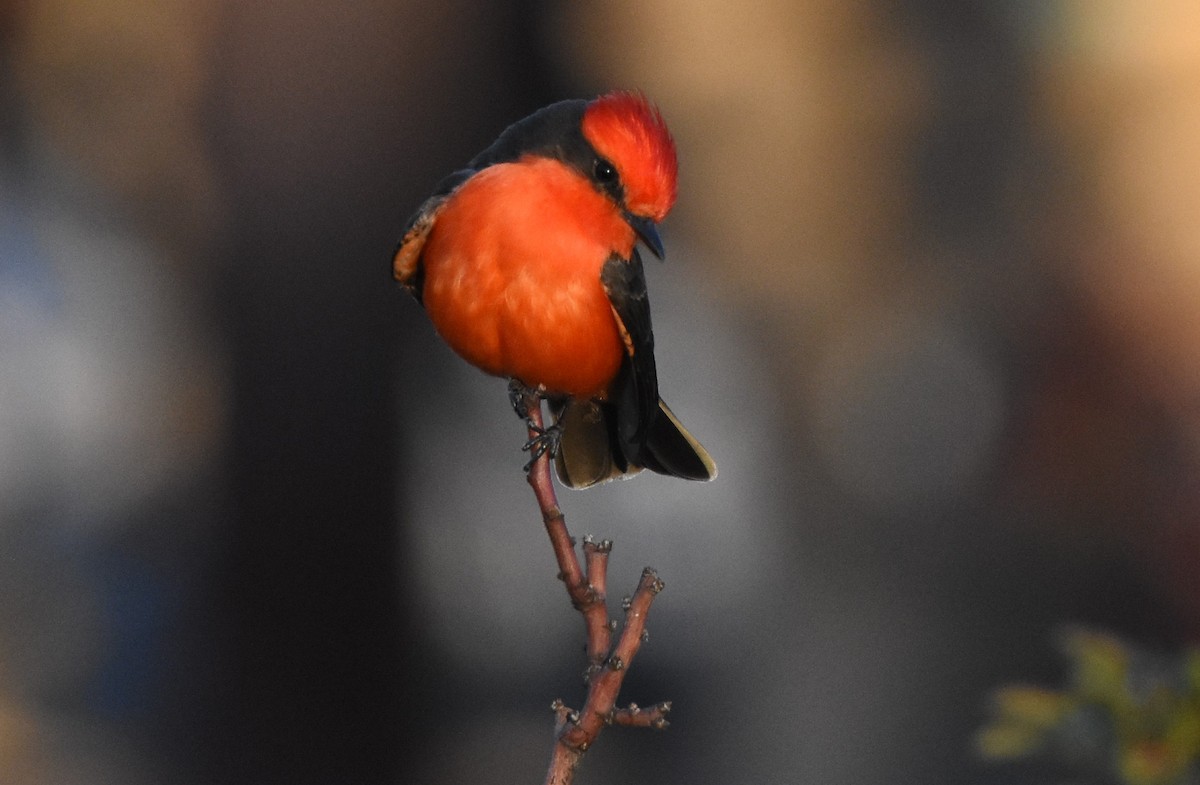 Vermilion Flycatcher - Chris Rohrer