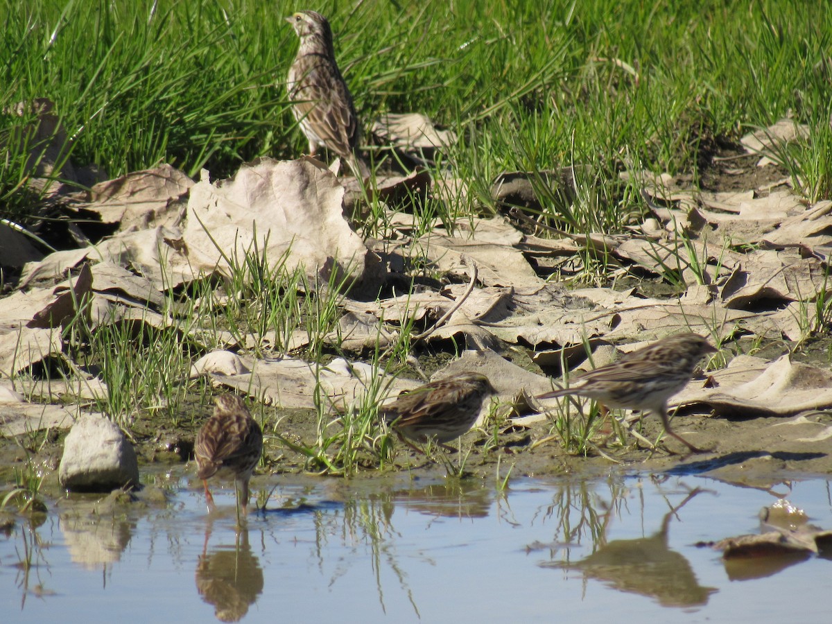 Savannah Sparrow - ML145414891