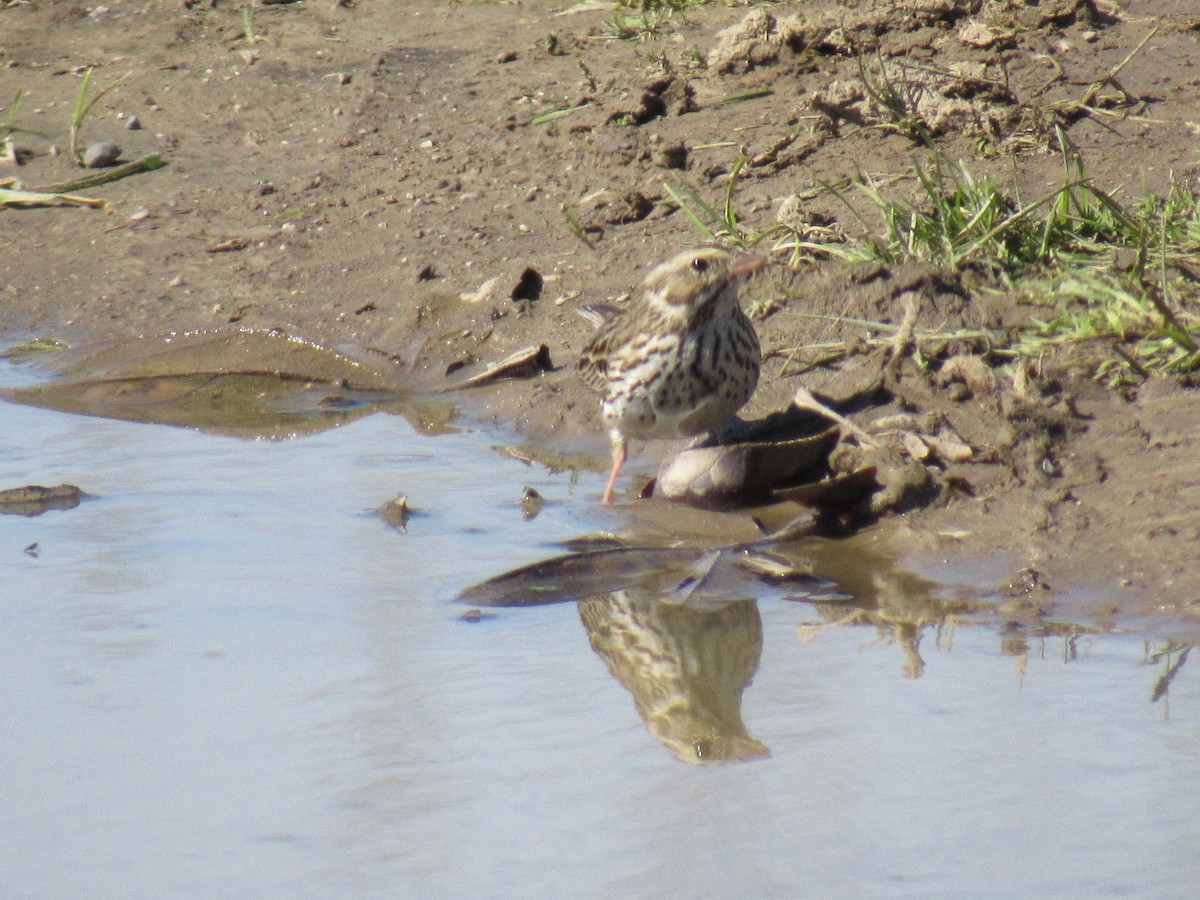 Savannah Sparrow - ML145414911