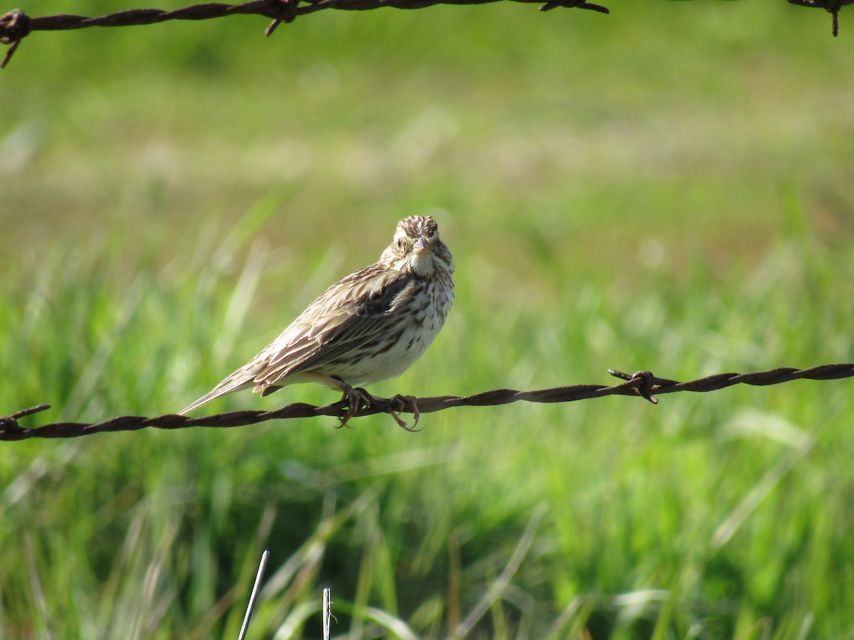 Savannah Sparrow - ML145414991
