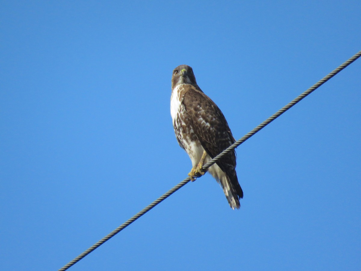 Red-tailed Hawk - ML145415061