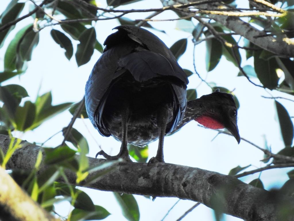 Crested Guan - ML145415391