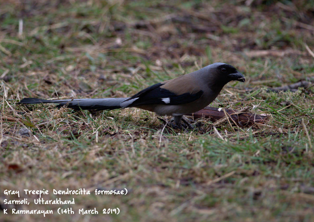 Gray Treepie - ML145415451