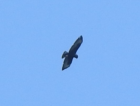 Short-tailed Hawk - ML145415541