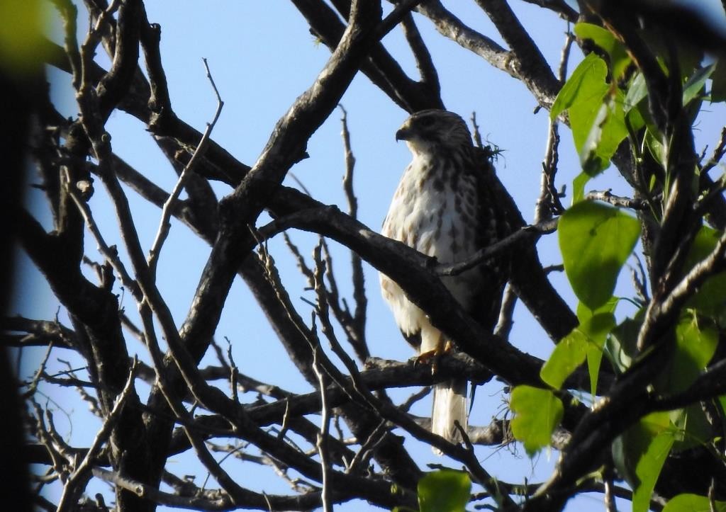 Short-tailed Hawk - Alfredo Valle