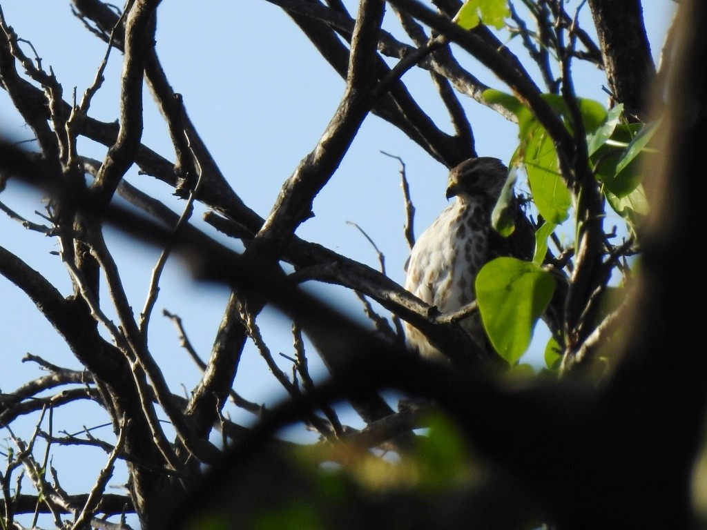 Short-tailed Hawk - ML145415791