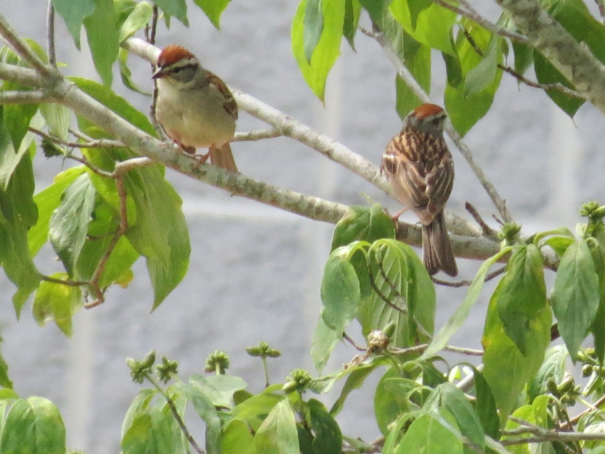 Chipping Sparrow - ML145417141