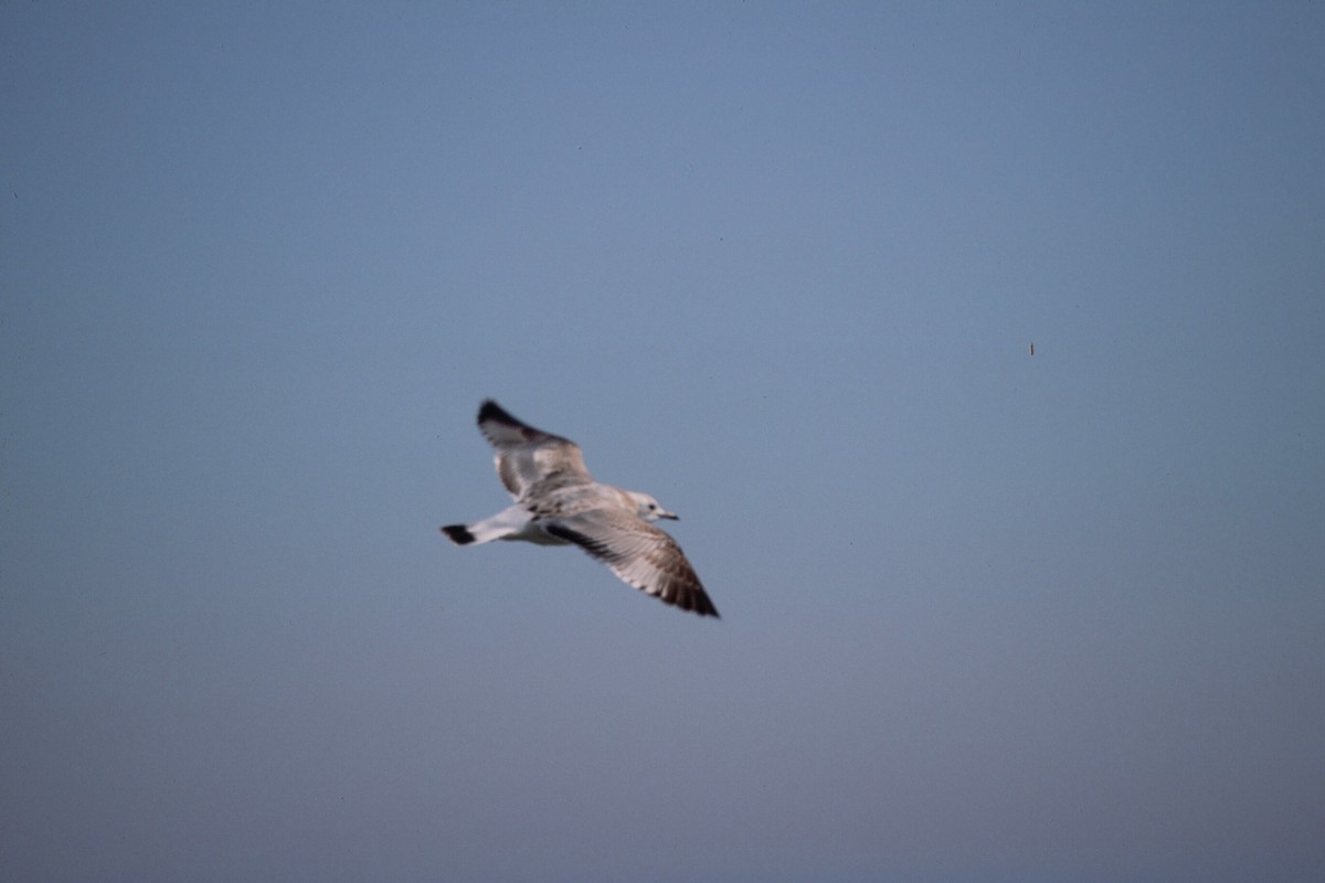 Gaviota Cana (europea) - ML145417311