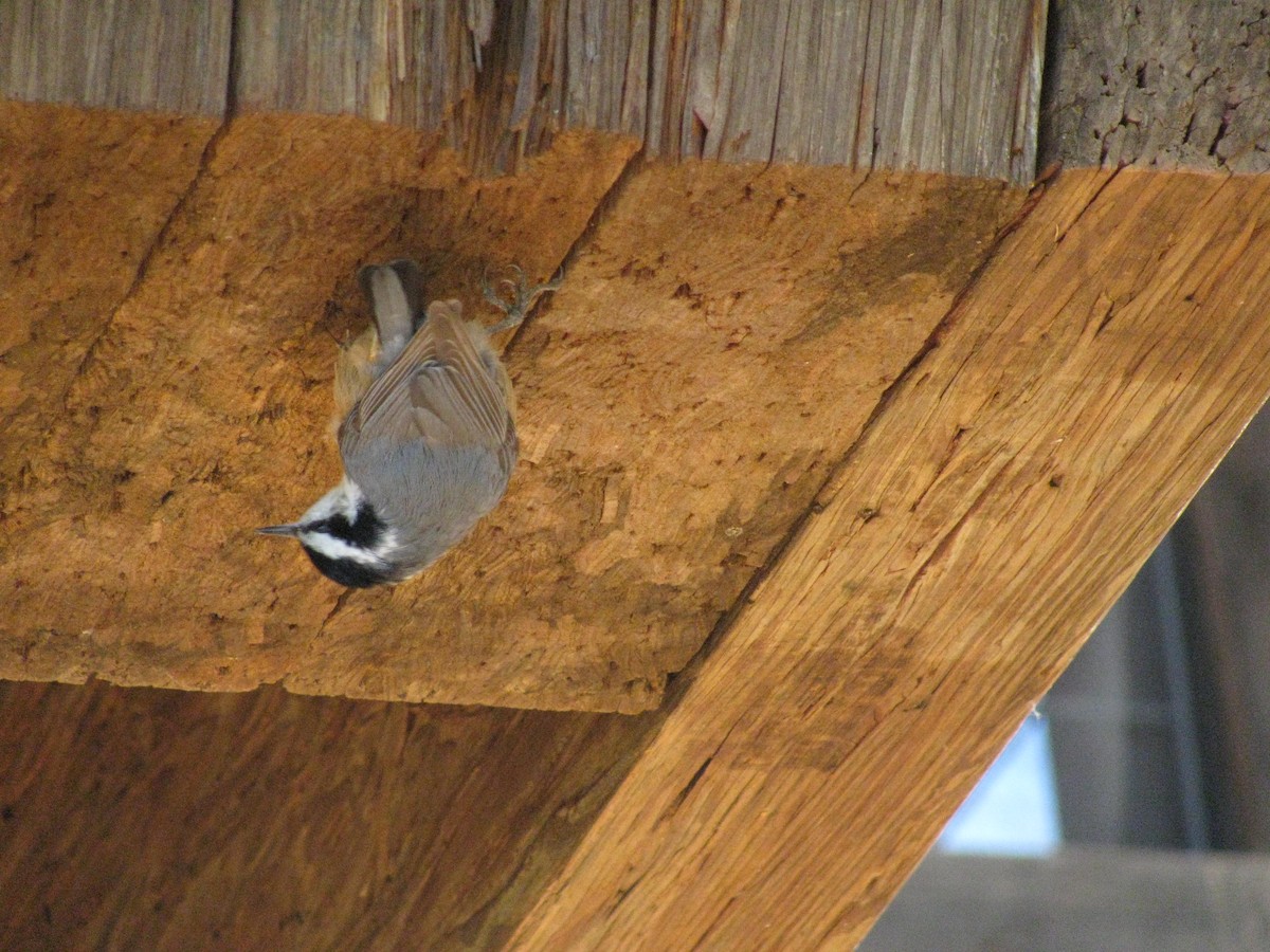 Red-breasted Nuthatch - ML145418211