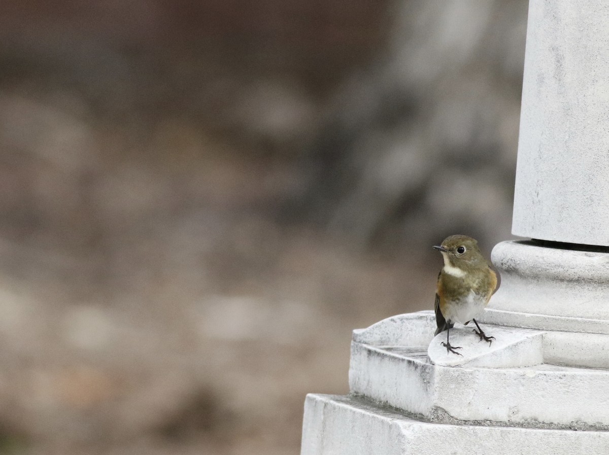 Red-flanked Bluetail - ML145418621