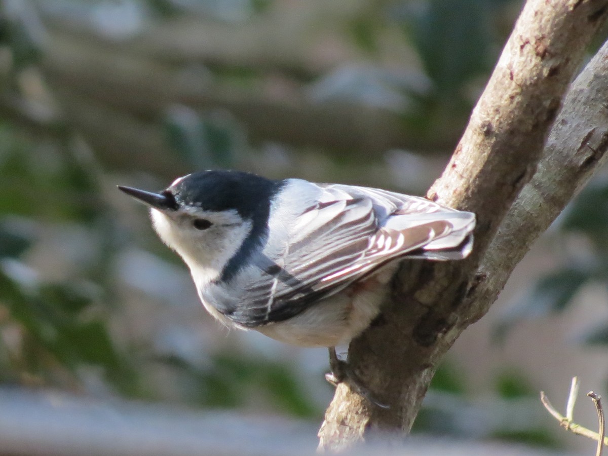 White-breasted Nuthatch - ML145418741