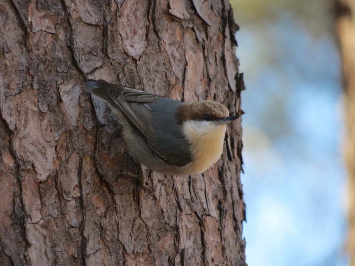 Brown-headed Nuthatch - ML145418971