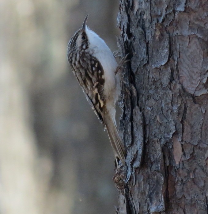 Brown Creeper - ML145419001