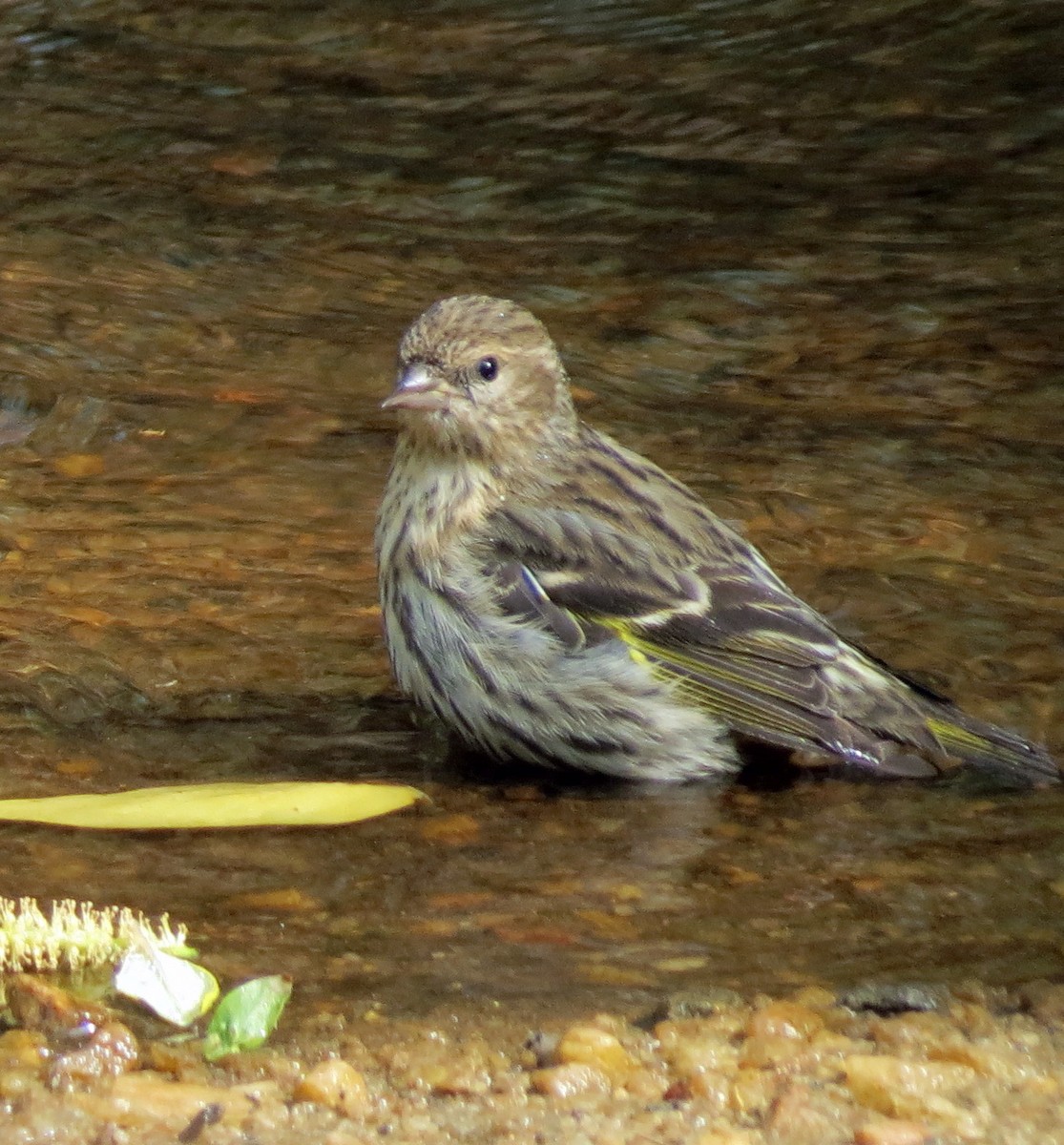 Pine Siskin - ML145419301