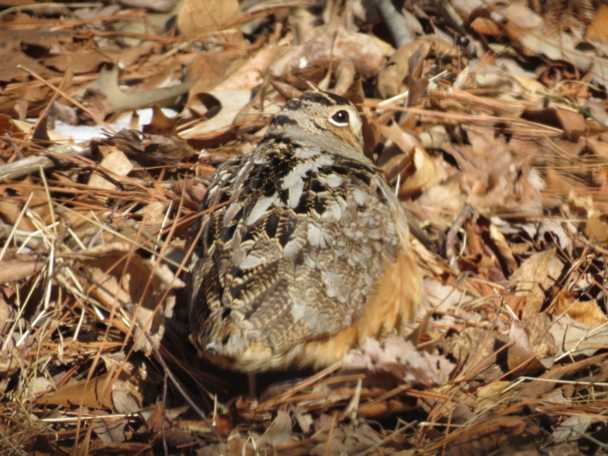 American Woodcock - ML145421211