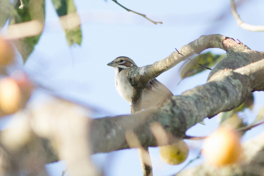 Lark Sparrow - ML145421911