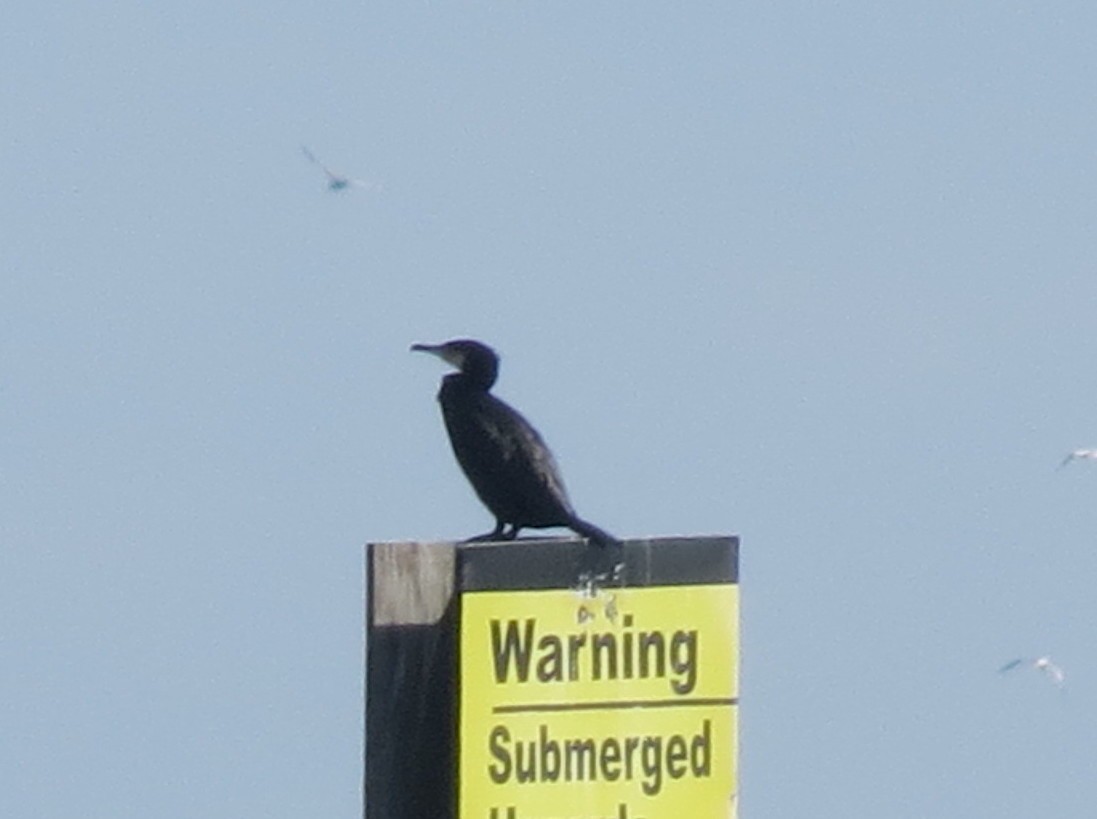 Great Cormorant - ML145422301